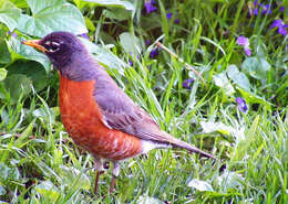 Image of American Robin