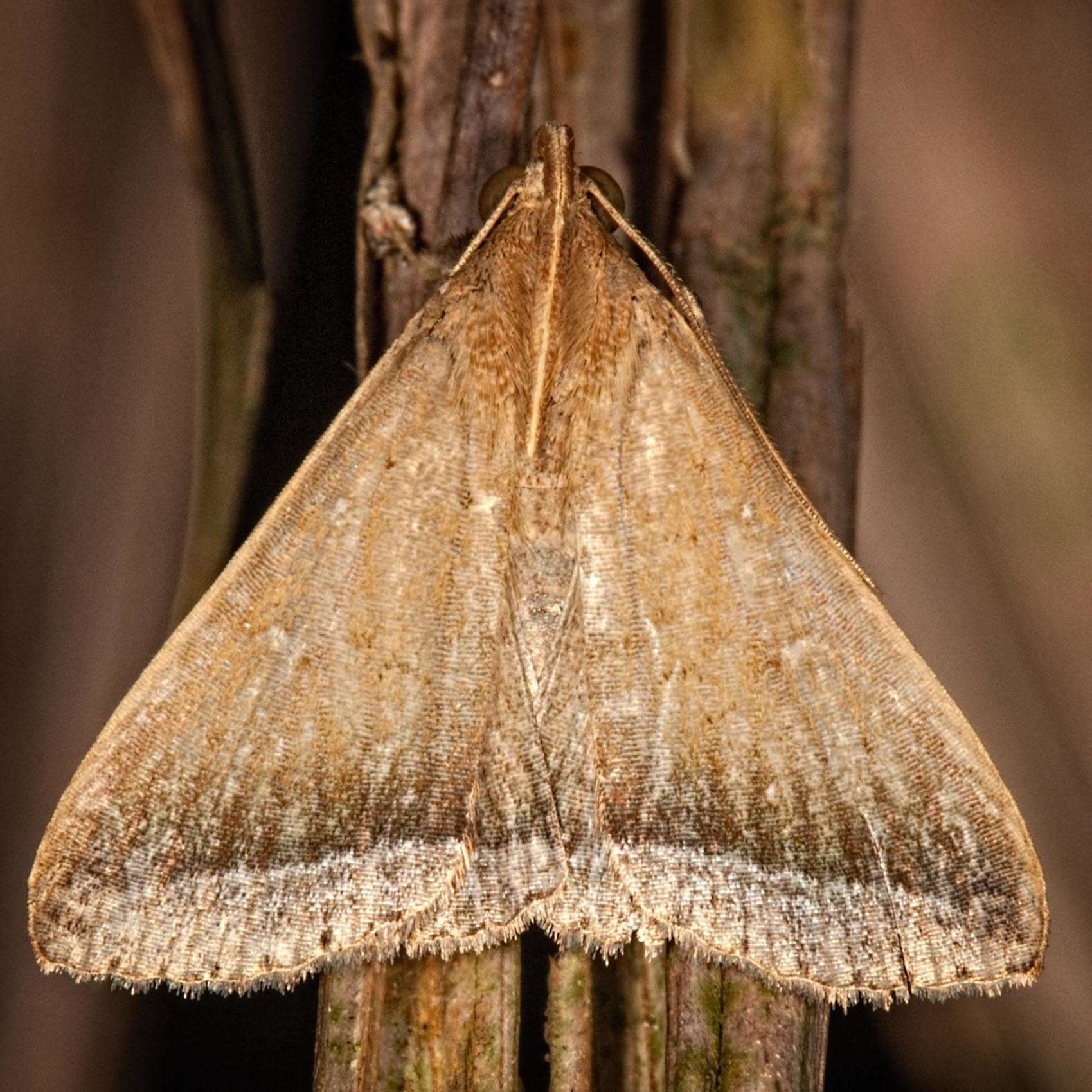 Plancia ëd Rejectaria pharusalis Walker 1858