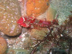 Image of Snubnose sculpin