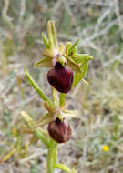 Image of Ophrys sphegodes subsp. helenae (Renz) Soó & D. M. Moore