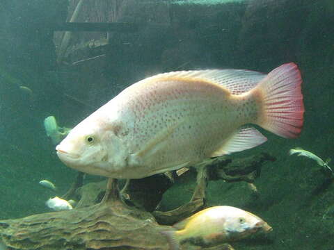 Image of Mozambique Tilapia