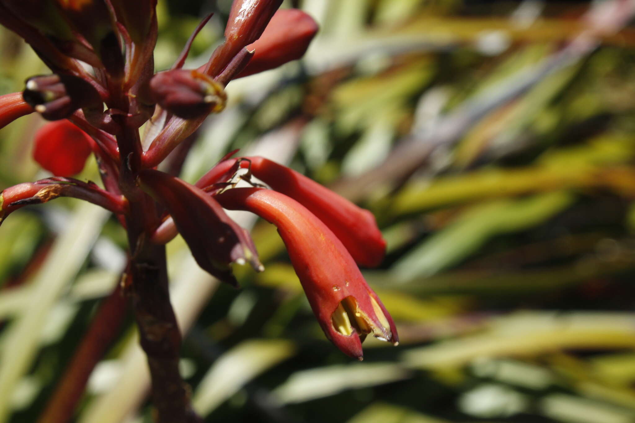 Image of Tasmanian Christmas Bell