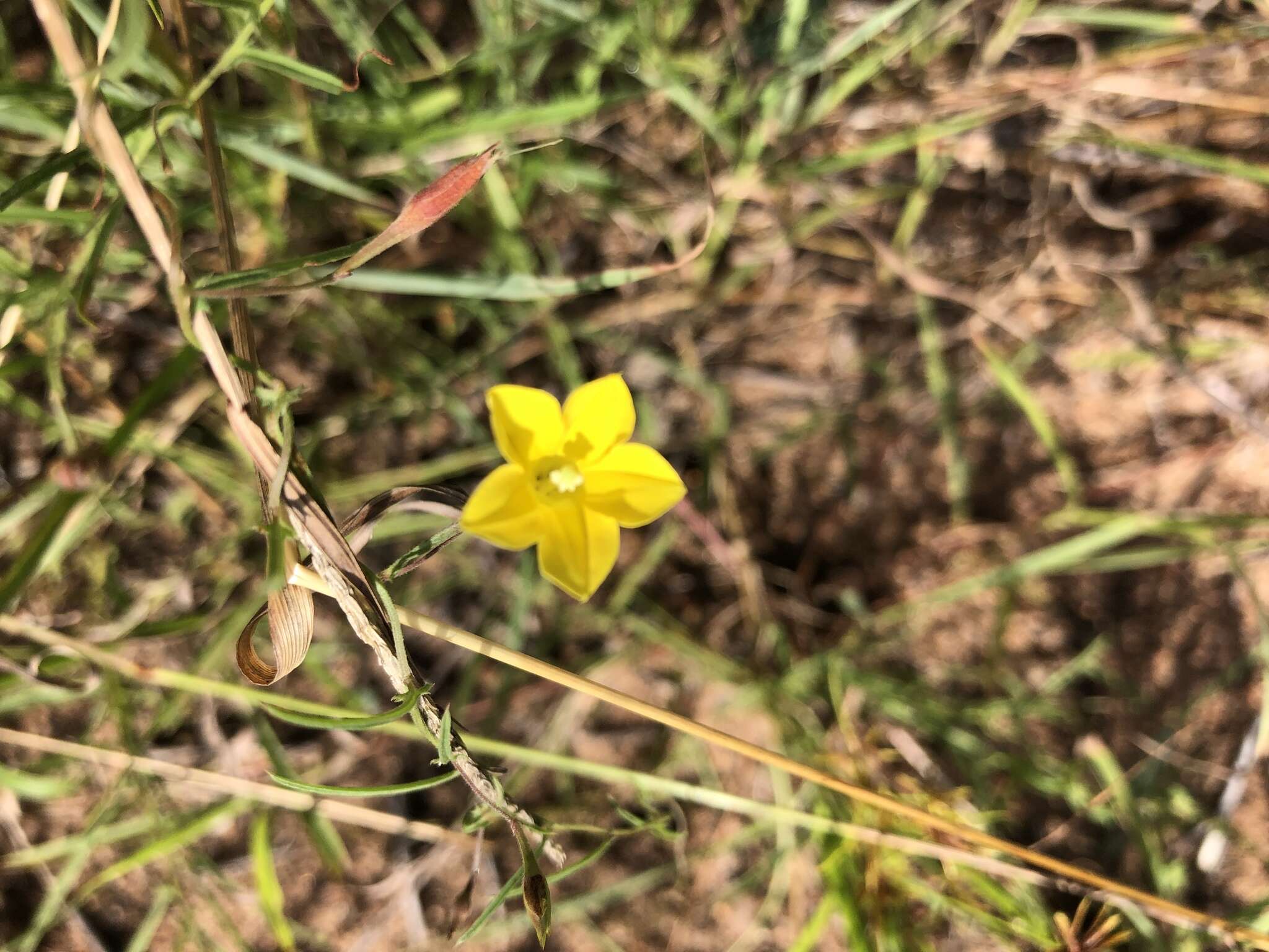 Imagem de Xenostegia tridentata subsp. angustifolia (Jacq.) J. Lejoly & S. Lisowski