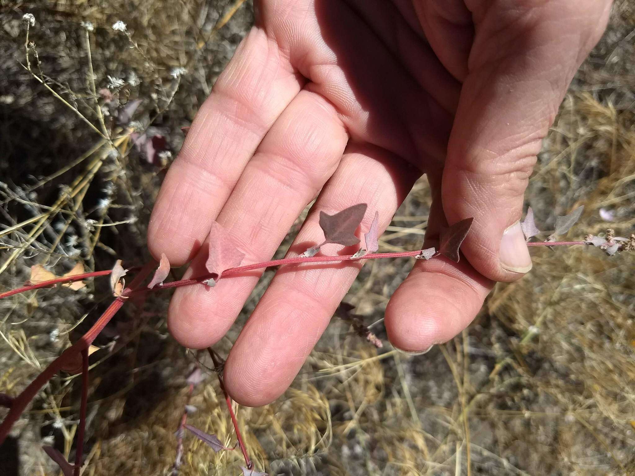 Image of Fremont's Goosefoot