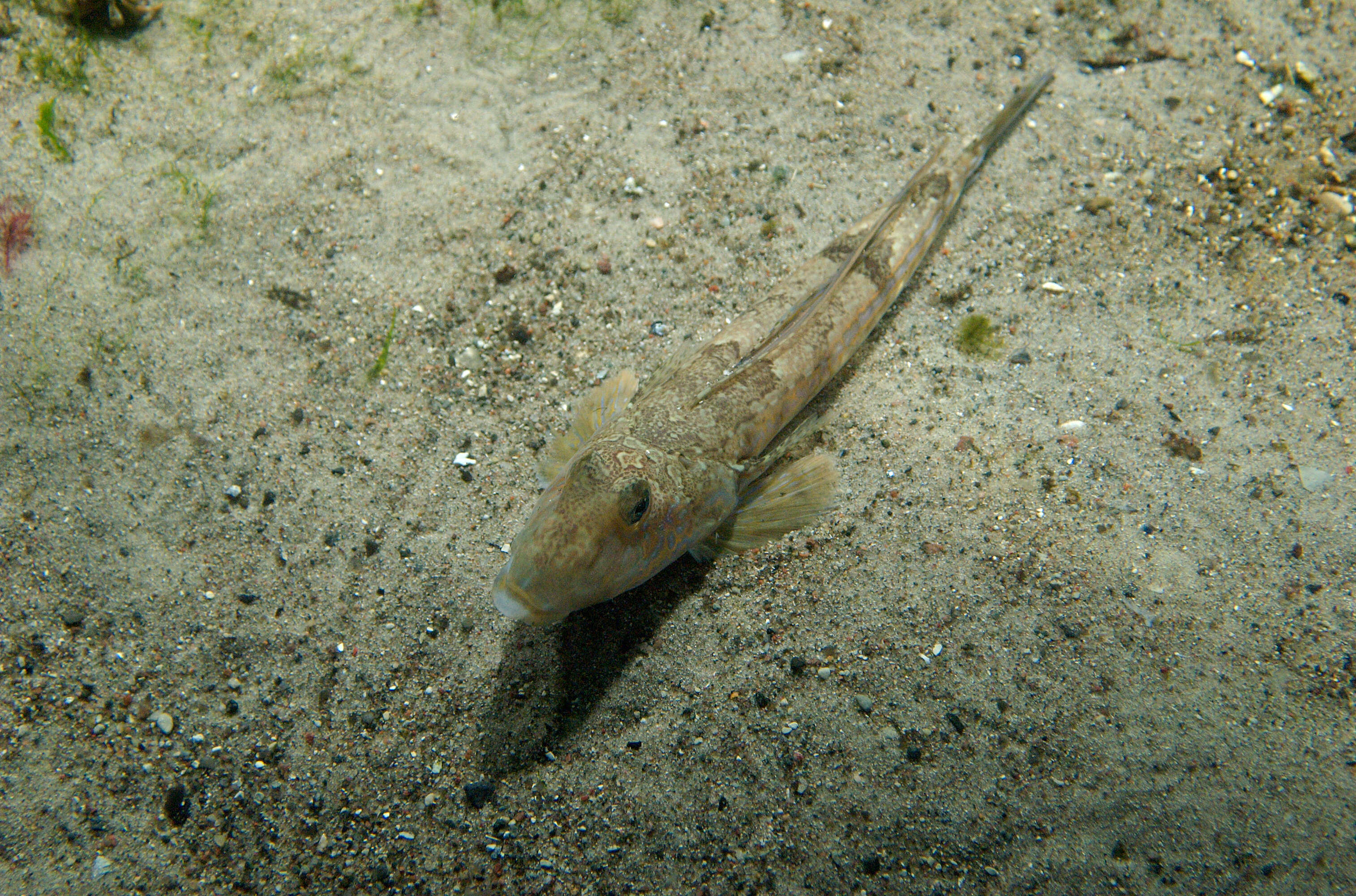 Image of Common Dragonet