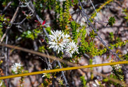 Image of Sprengelia incarnata Sm.