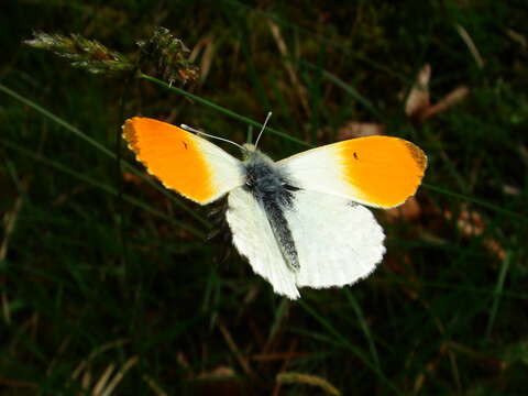 Image of orange tip