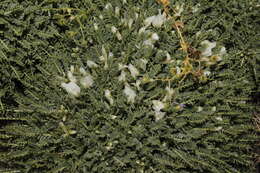 Image of Astragalus angustifolius subsp. aegeicus Brullo, Giusso & Musarella