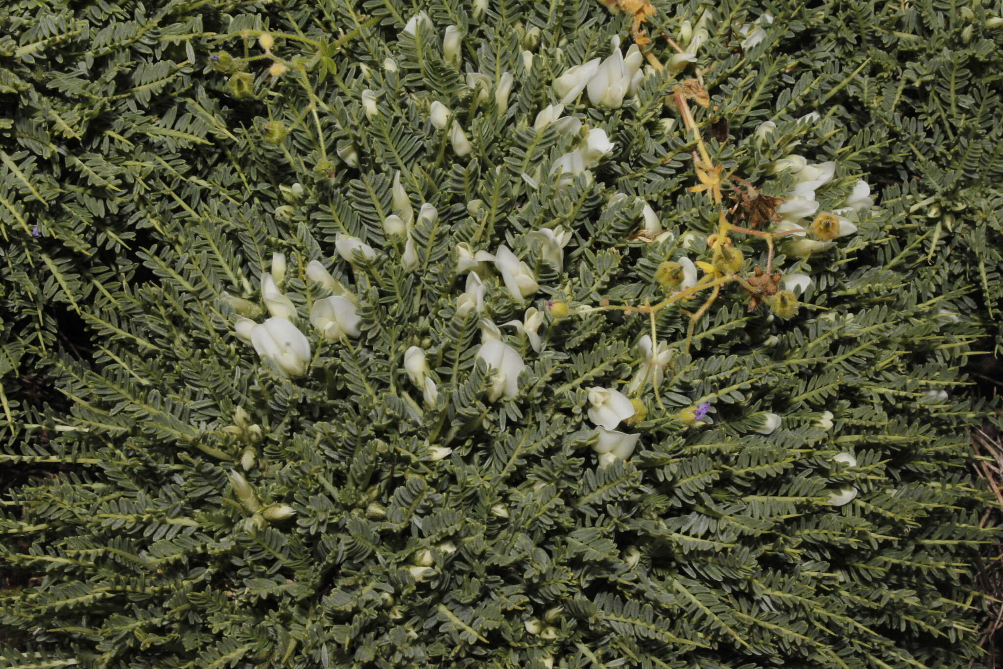 Image of Astragalus angustifolius subsp. aegeicus Brullo, Giusso & Musarella