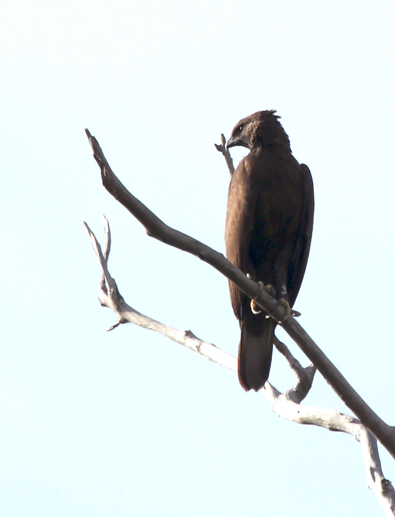 Nisaetus cirrhatus limnaeetus (Horsfield 1821) resmi