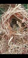 Image of Brants's African Climbing Mouse -- Brant's Climbing Mouse