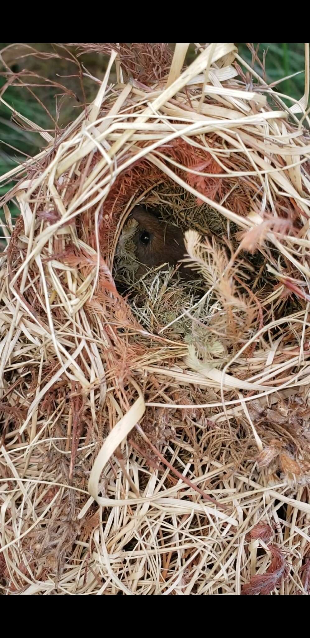 Image of Brants's African Climbing Mouse -- Brant's Climbing Mouse