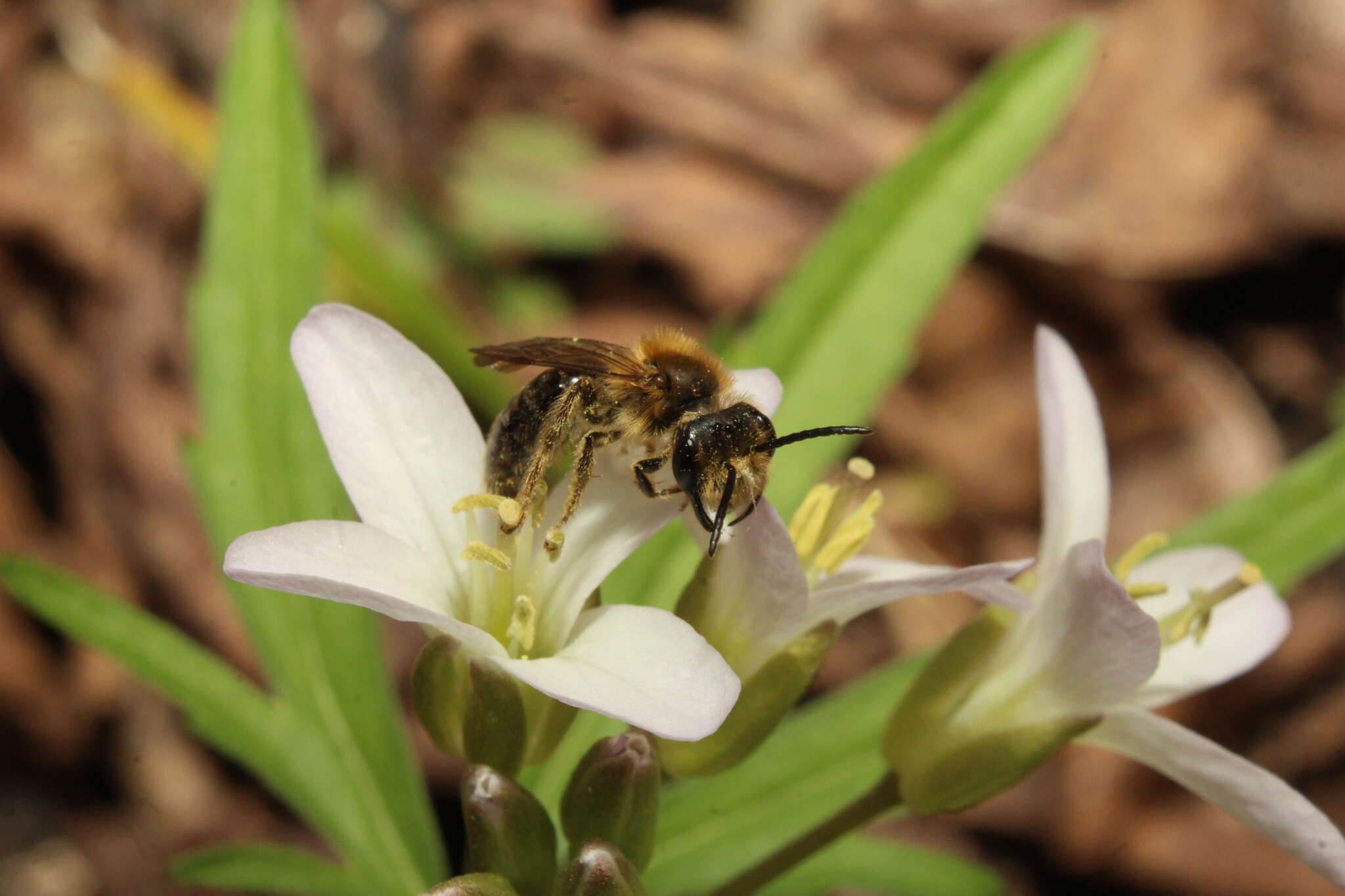 Image of Andrena pruni Robertson 1891