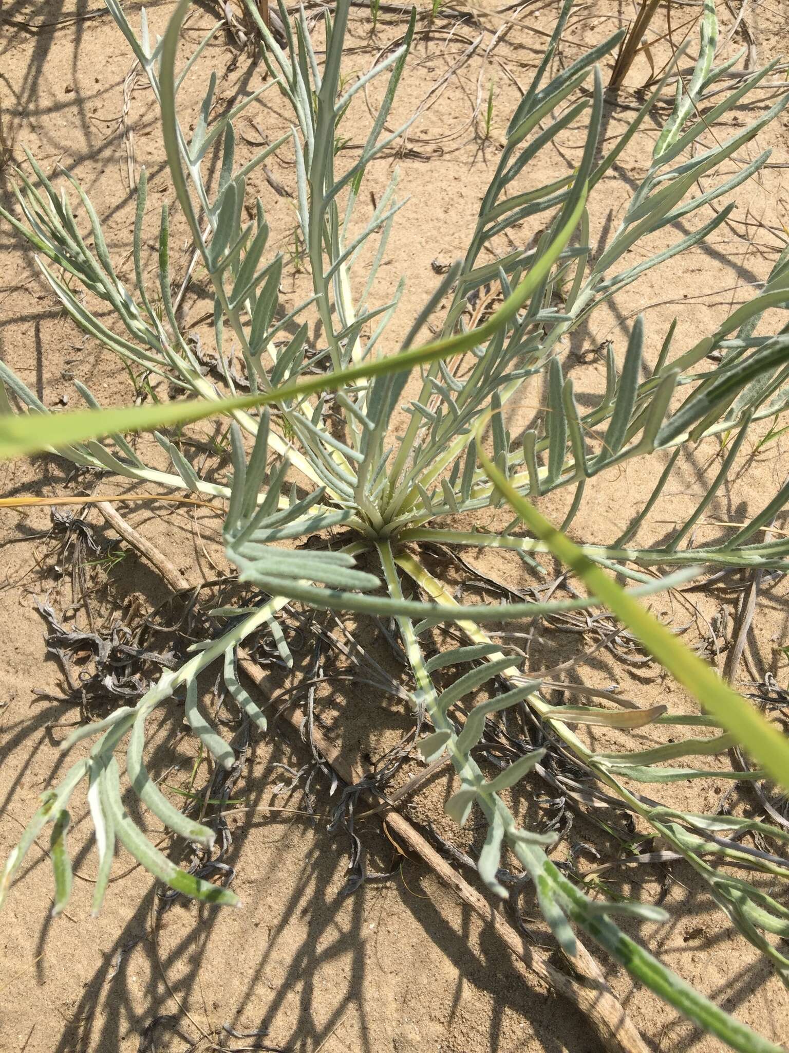 Imagem de Cirsium pitcheri (Torr. ex Eaton) Torr. & A. Gray