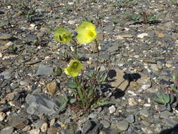 Image of Papaver calcareum V. V. Petrovskii