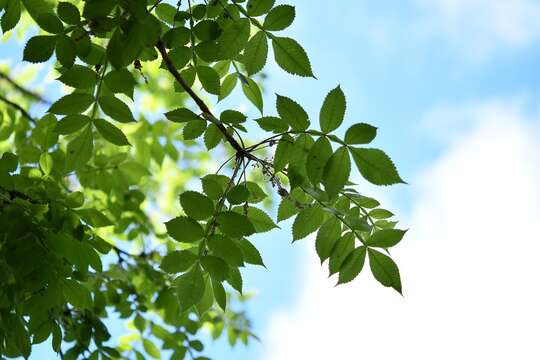 Image of Bursera excelsa (Kunth) Engl.