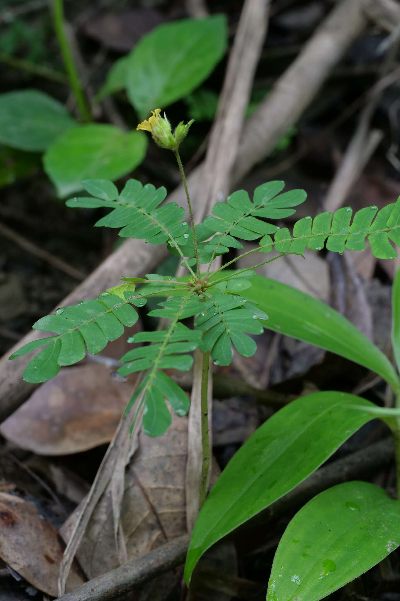 Image of Biophytum sensitivum (L.) DC.