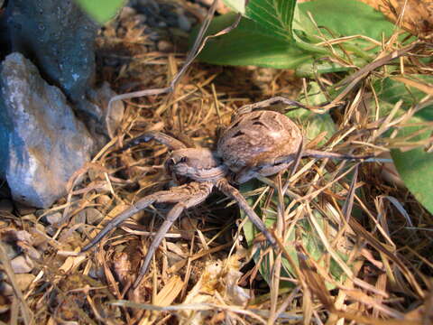 Image of wolf spiders