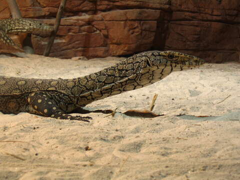 Image of Perentie