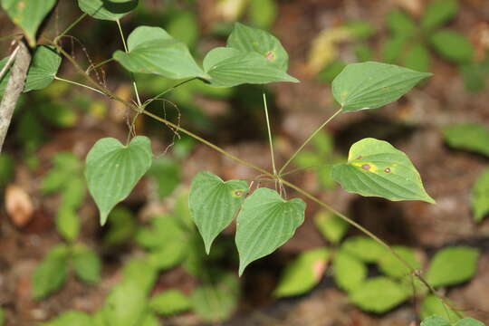 Image of wild yam