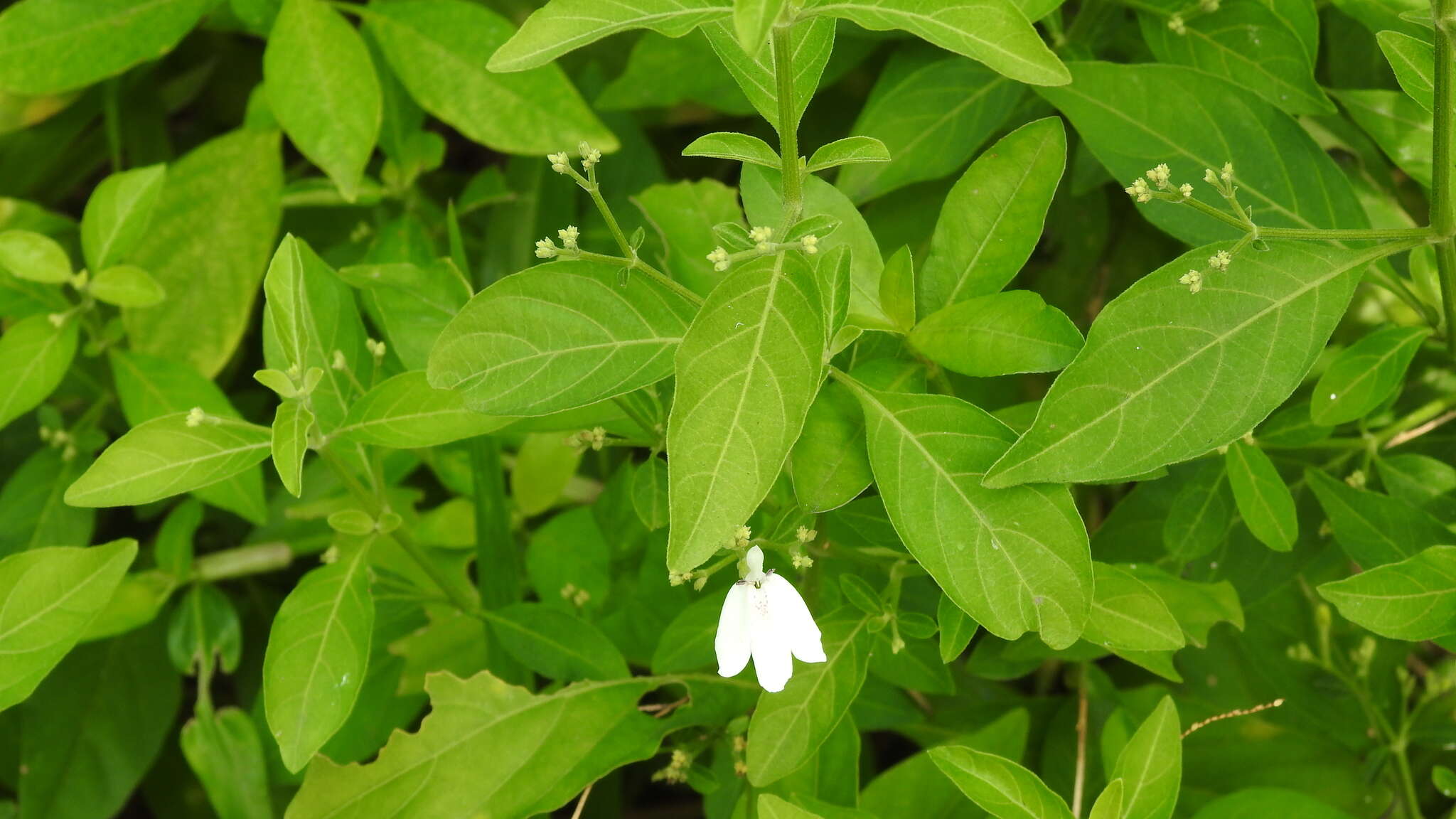 Image de Rhinacanthus nasutus (L.) Kuntze