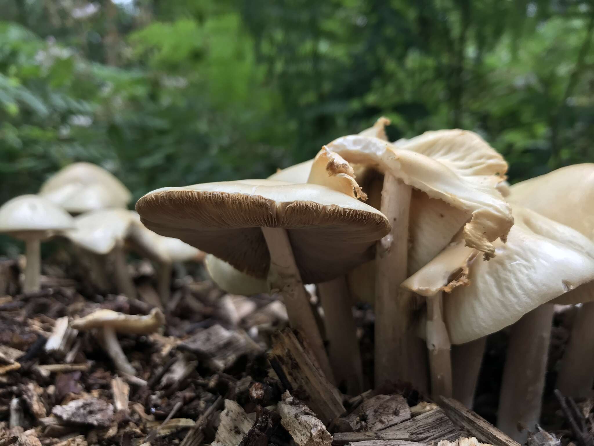 Image de Agrocybe rivulosa Nauta 2003