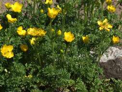 Ranunculus bulbosus L.的圖片