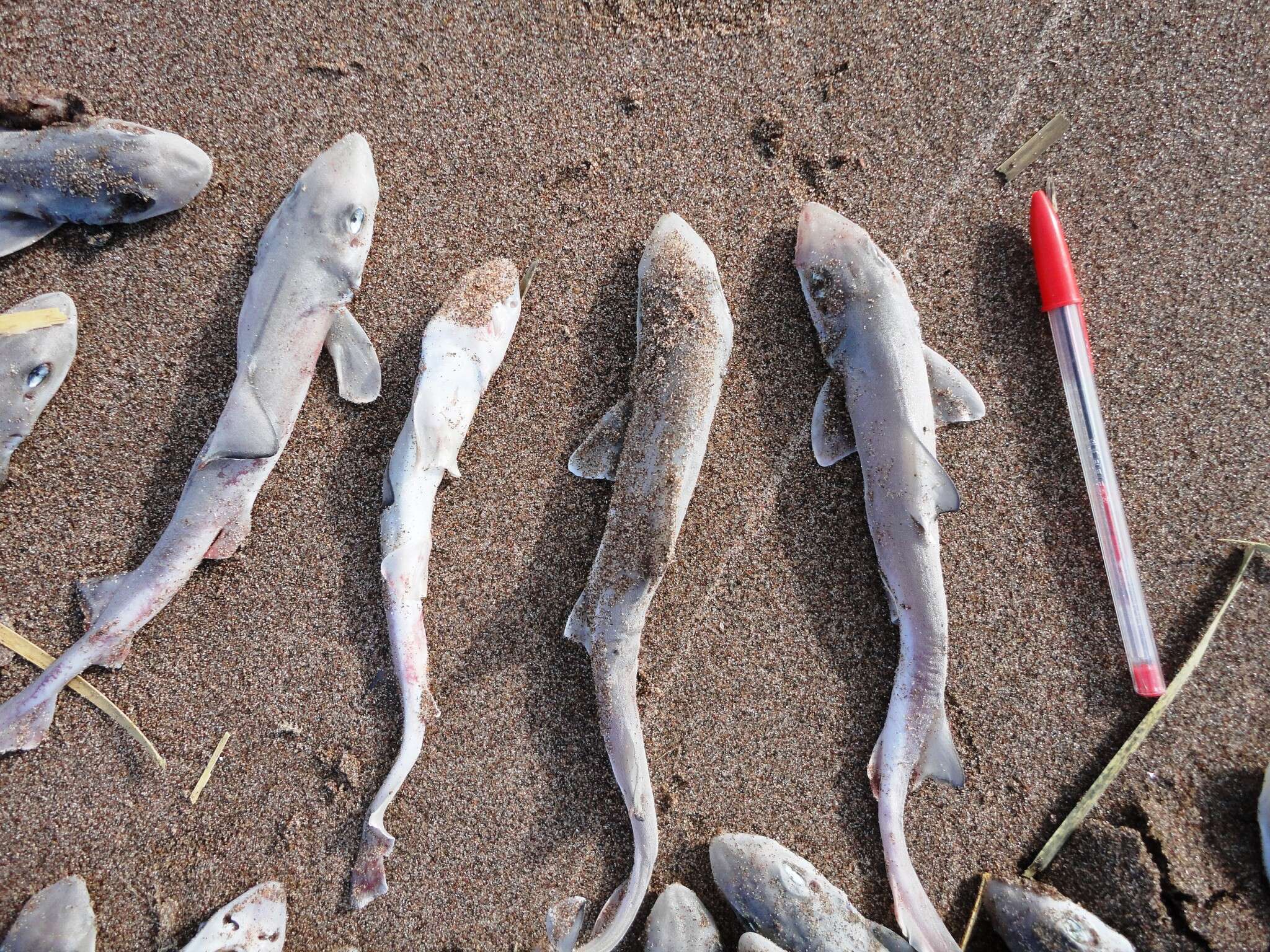 Image of Narrownose Smoothhound