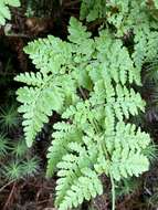 Imagem de Dryopteris aemula (Ait.) O. Kuntze