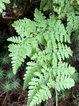 Image of Dryopteris aemula (Ait.) O. Kuntze