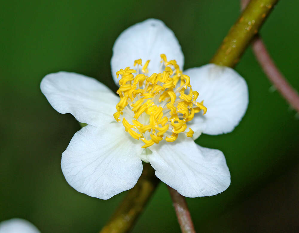 Image of silver vine