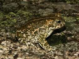 Image of Natterjack toad