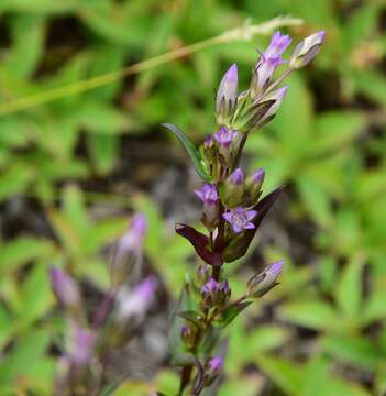 Image of autumn dwarf gentian