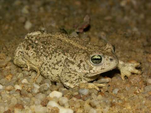 Image of Natterjack toad