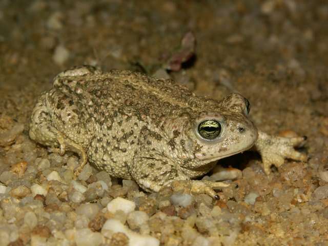 Image of Natterjack toad