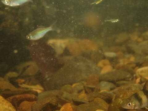 Image of Fowler&#39;s danio