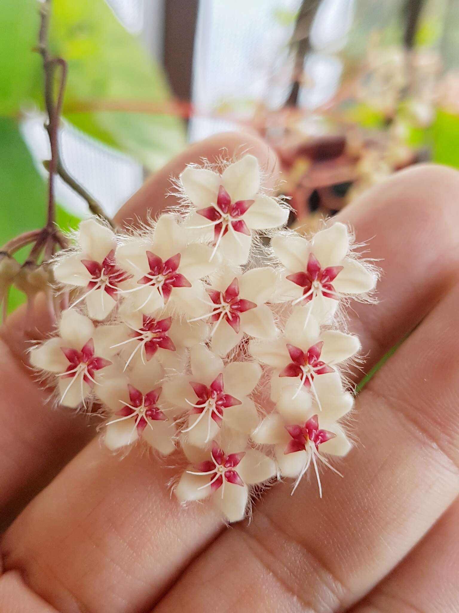 Image of Hoya caudata Hook. fil.