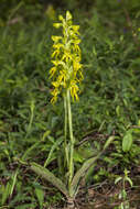 Habenaria marginata Colebr. resmi