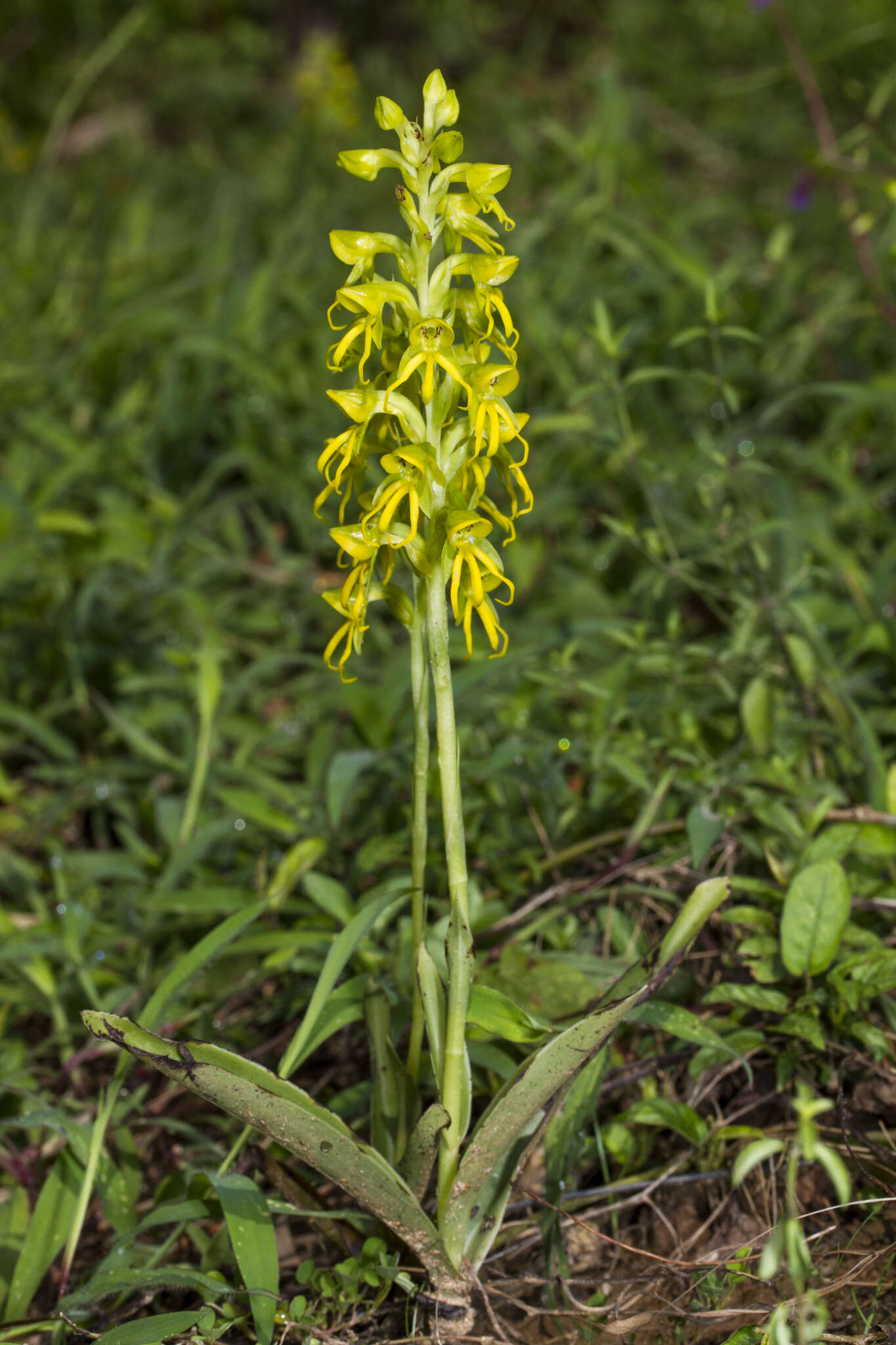 Habenaria marginata Colebr. resmi