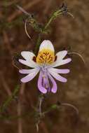 Image of Schizanthus porrigens subsp. porrigens