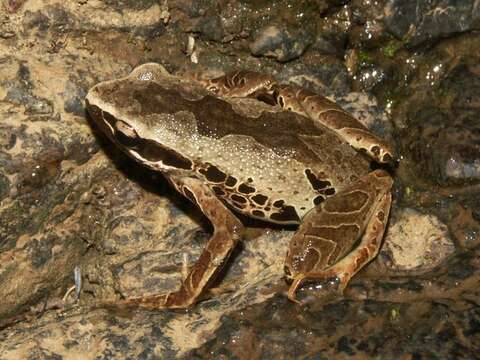 Sivun Cardioglossa leucomystax (Boulenger 1903) kuva