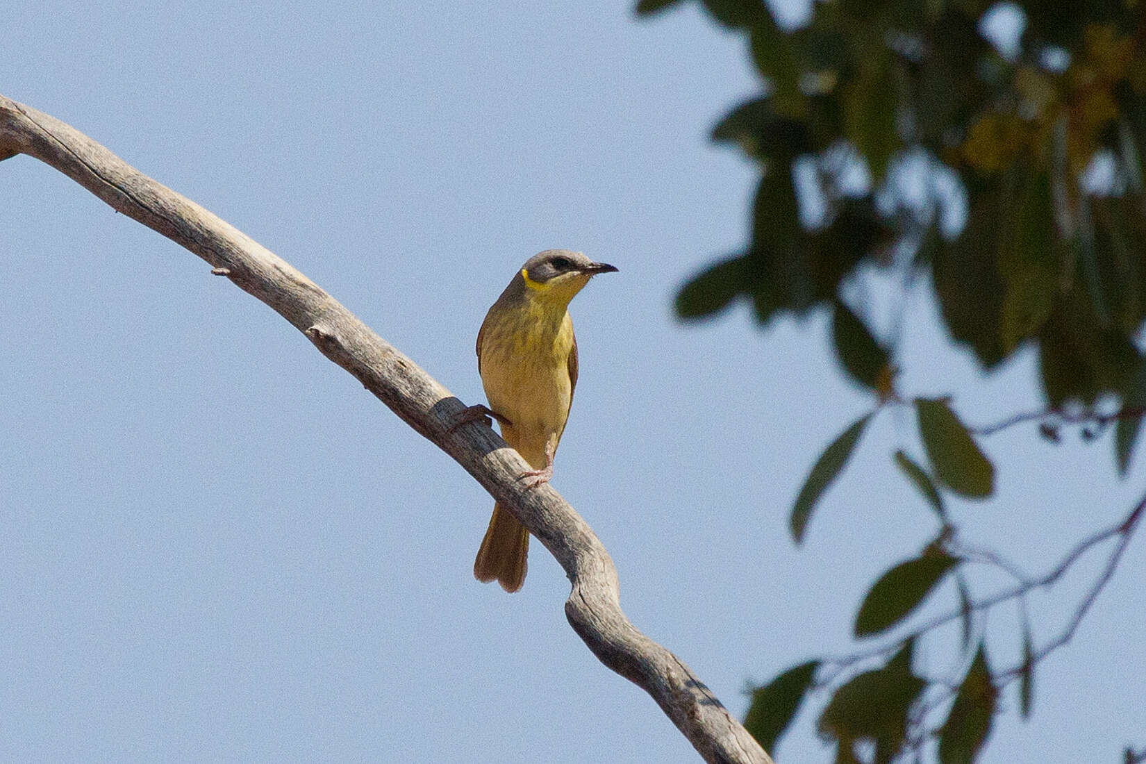 Image of Grey-headed Honeyeater