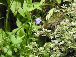 Image of Meconopsis quintuplinervia Regel