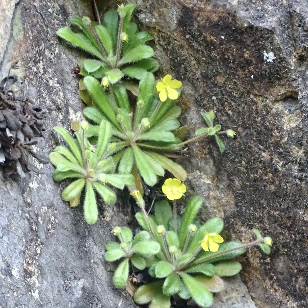 Lysimachia alpestris Champ. ex Benth. resmi