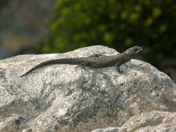 Image of Black girdled lizard