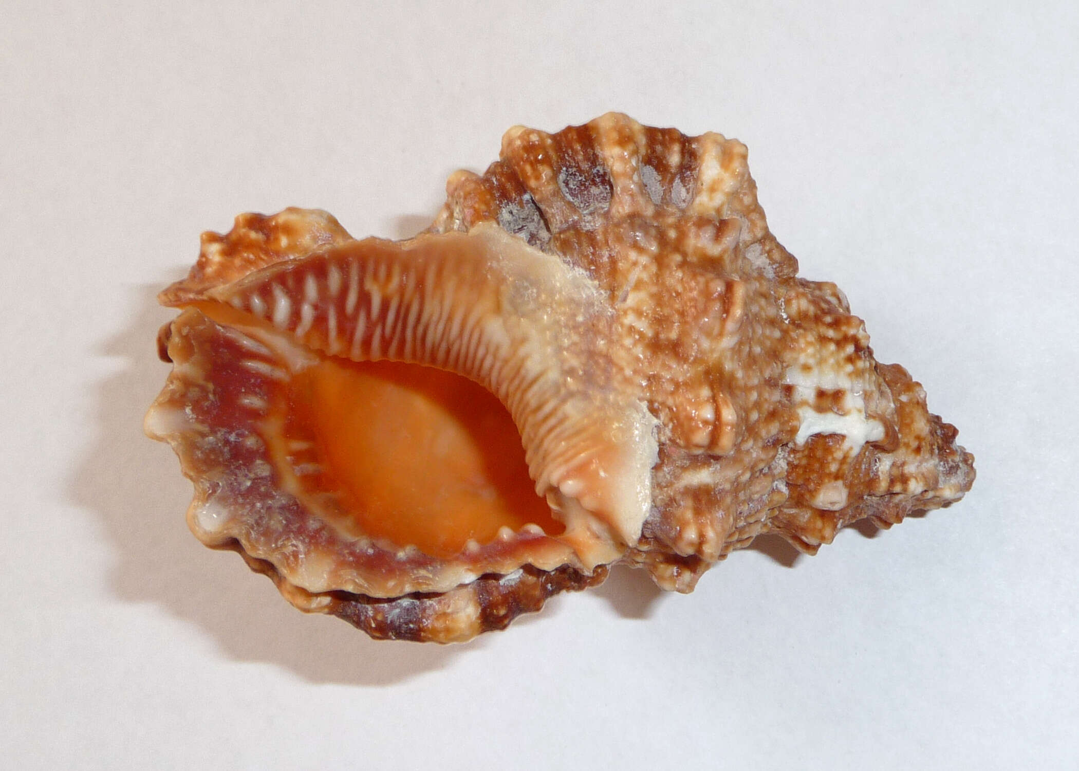 Image of red-mouthed frogsnail