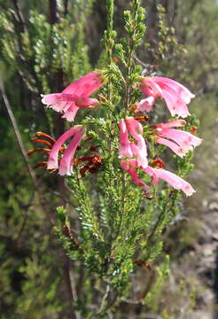 Image of Ever-flowering heath