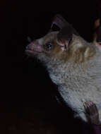 Image of Saussure's long-nosed bat