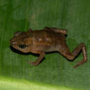 Image of Four-digit toad