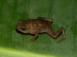 Image of Four-digit toad